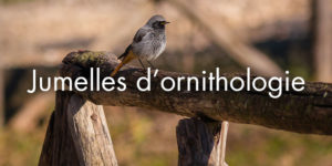 Jumelles d'ornithologie